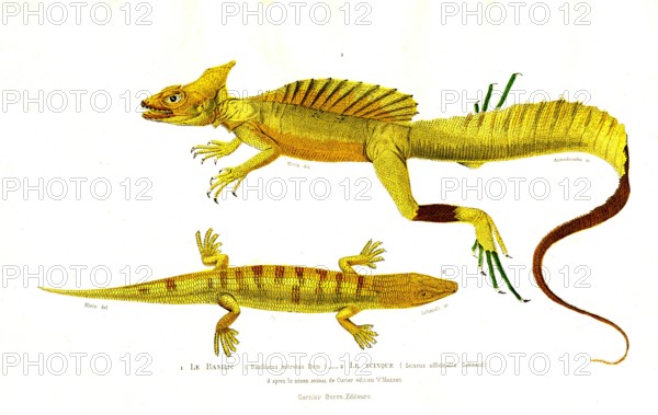 1 ) Basiliscus mitrotus                 1846
2 ) Scincus officinalis
Planche illustrée parue dans l'ouvrage "Le Règne Animal distribué d'après son organisation", de Georges Cuvier, paru en 1817.