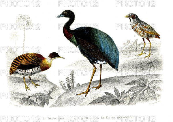 1 ) Le tinamou varié          1846
2 ) L'agami
3 ) Le roi des fourmilières
Planche illustrée parue dans l'ouvrage "Le Règne Animal distribué d'après son organisation", de Georges Cuvier, paru en 1817.