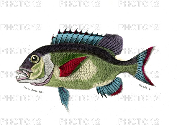 Dentex Macrocephalus
1849
Planche illustrée parue dans l'ouvrage "Le Règne Animal distribué d'après son organisation", de Georges Cuvier, paru en 1817.