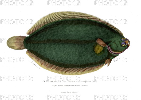 Pleuronectes cynoglossus
1846
Planche illustrée parue dans l'ouvrage "Le Règne Animal distribué d'après son organisation", de Georges Cuvier, paru en 1817.