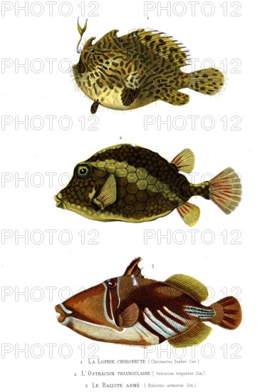 1 ) Chironectes Scaber  ; 1846
2 ) Ostracion triqueter
3 ) Balistes armatus
Illustration from the French edition of the book "Le Règne Animal" by Georges Cuvier, published in 1817.