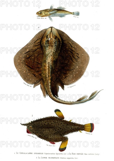 1 ) Cephalacanthus Spinarella        1849
2 ) Raia undulata
3 ) Malthea vespertilia
Planche illustrée parue dans l'ouvrage "Le Règne Animal distribué d'après son organisation", de Georges Cuvier, paru en 1817.