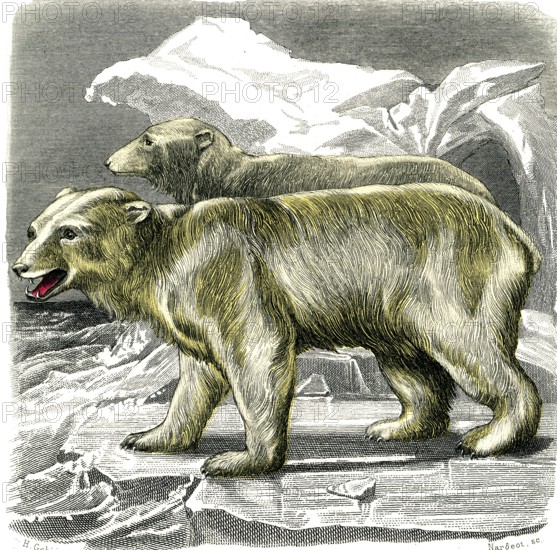 The white bear
1846
Planche illustrée parue dans l'ouvrage "Le Règne Animal distribué d'après son organisation", de Georges Cuvier, paru en 1817.