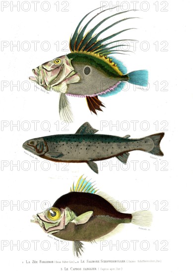 1 ) Zeus Faber                       1846
2 ) Salmo Schiffermulleri
3 ) Capros aper
Planche illustrée parue dans l'ouvrage "Le Règne Animal distribué d'après son organisation", de Georges Cuvier, paru en 1817.