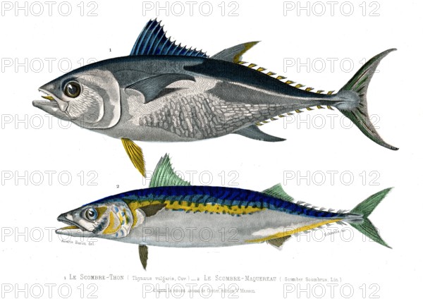 1 ) Thynnus vulgaris
2 ) Scomber Scombrus         1846
Planche illustrée parue dans l'ouvrage "Le Règne Animal distribué d'après son organisation", de Georges Cuvier, paru en 1817.