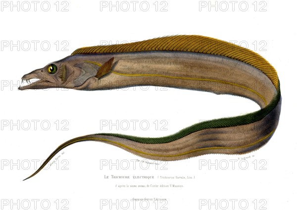 Trichiurus Savala
1846
Planche illustrée parue dans l'ouvrage "Le Règne Animal distribué d'après son organisation", de Georges Cuvier, paru en 1817.