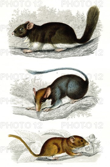 1 ) Le loir                 1846
2 ) Le Lérot
3 ) Le muscardin
Planche illustrée parue dans l'ouvrage "Le Règne Animal distribué d'après son organisation", de Georges Cuvier, paru en 1817.