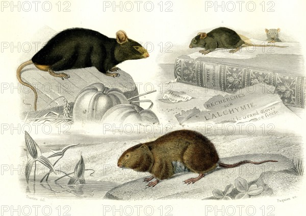 1 ) Le rat     1846
2 ) La souris
3 ) Le rat d'eau
Planche illustrée parue dans l'ouvrage "Le Règne Animal distribué d'après son organisation", de Georges Cuvier, paru en 1817.