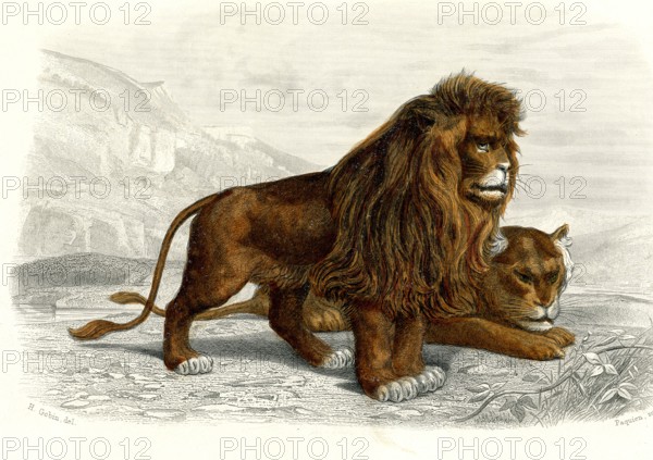 Le lion
1846
Planche illustrée parue dans l'ouvrage "Le Règne Animal distribué d'après son organisation", de Georges Cuvier, paru en 1817.