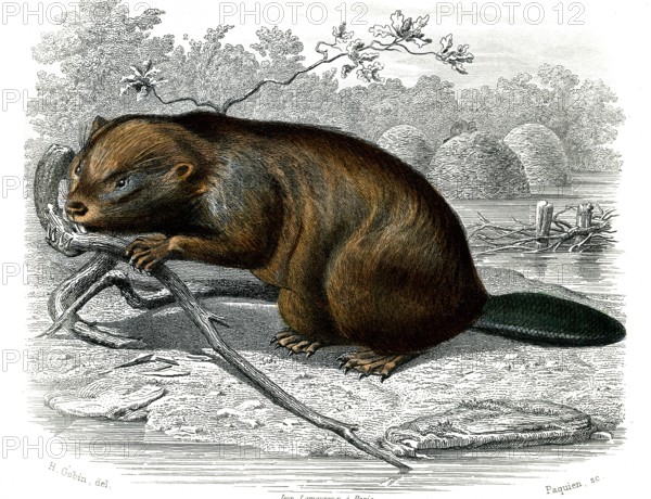 Le castor
1846
Planche illustrée parue dans l'ouvrage "Le Règne Animal distribué d'après son organisation", de Georges Cuvier, paru en 1817.