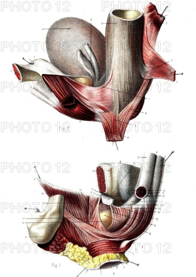 Le perinée de l'homme ( Couches profondes )
