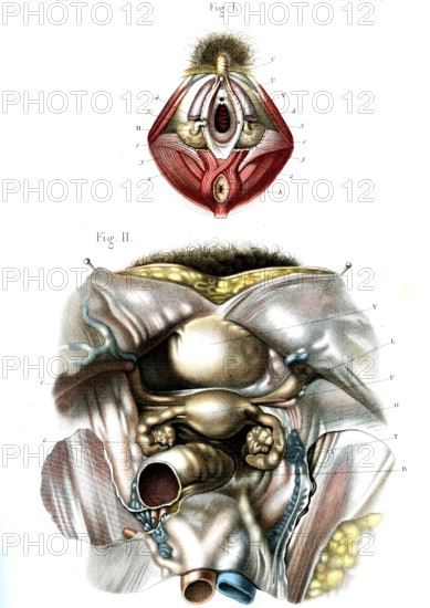 Organes génitaux de la femme