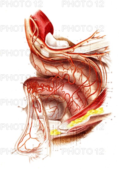 Artères du bassin chez la femme