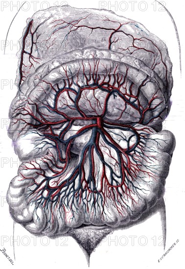 Anatomie descriptive