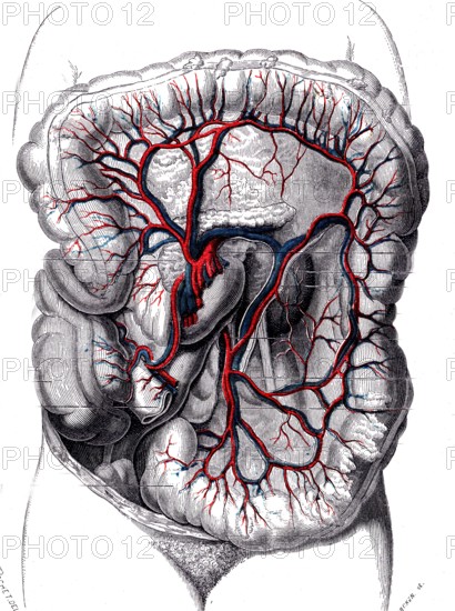Anatomie descriptive