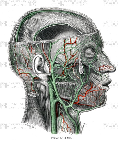 Veins of the head