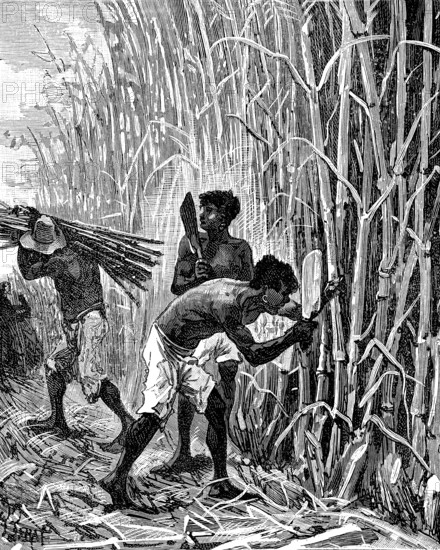 Extracteurs de caoutchouc au Brésil