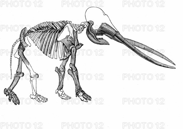 Squelette de mastodonte