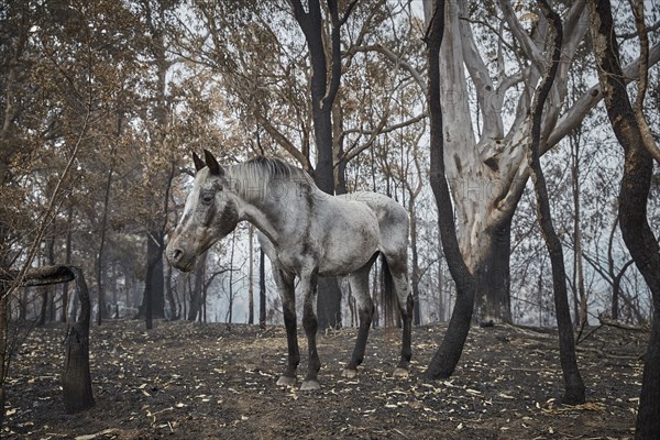 Australia devastated by bush fires