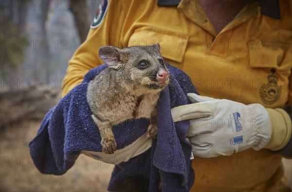 Australia's bushfires continue to burn