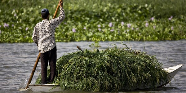 Transport des récoltes agricoles sur le delta du Nil