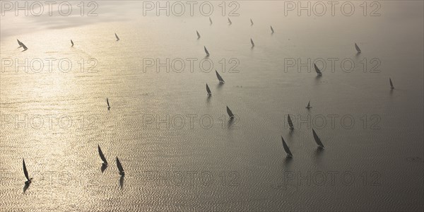 Felouques sur le delta du Nil