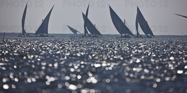 Felouques sur le delta du Nil