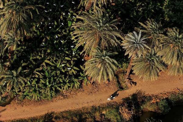 Vue aérienne du Nil entre Louxor et Assouan