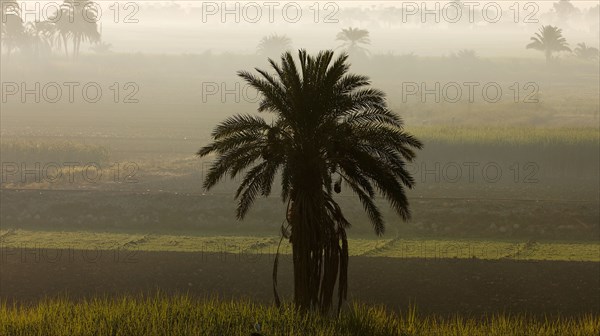 Paysage de la rive gauche de Louxor