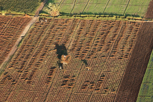 Scène de la vie quotidienne aux environs de Louxor