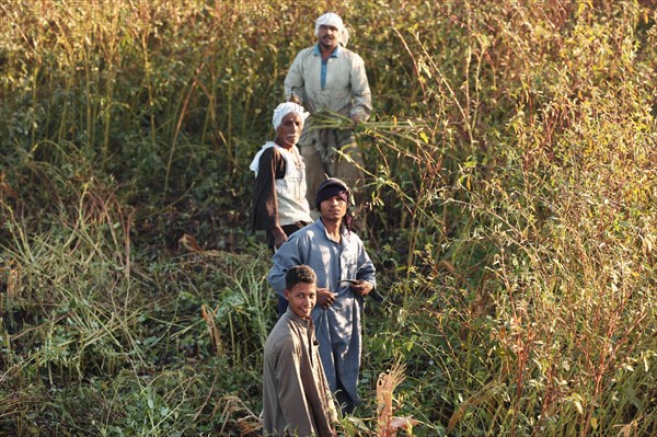 Scène de la vie quotidienne aux environs de Louxor