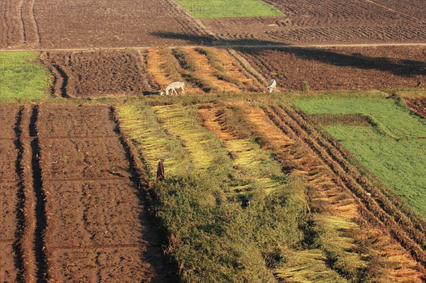 Scène de la vie quotidienne aux environs de Louxor