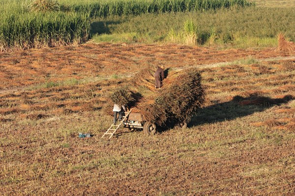 Scène de la vie quotidienne aux environs de Louxor