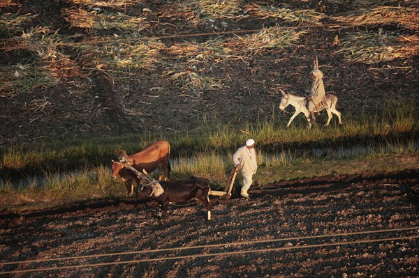 Scène de la vie quotidienne aux environs de Louxor