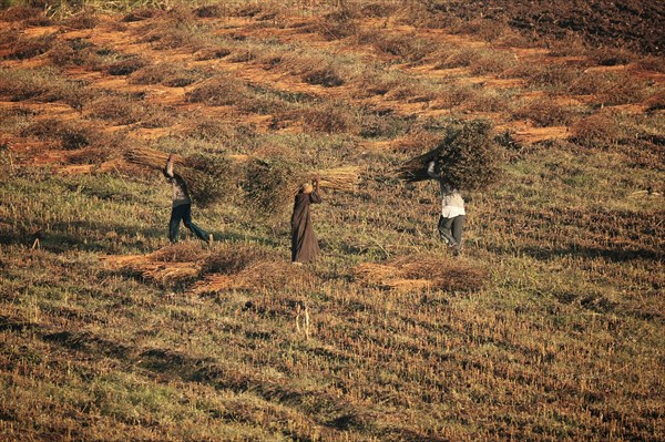 Scène de la vie quotidienne aux environs de Louxor