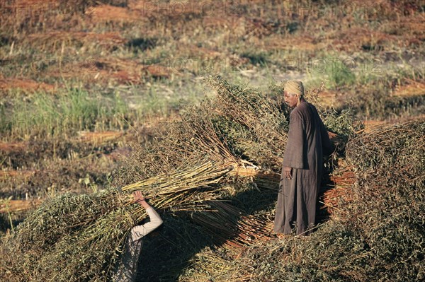 Scène de la vie quotidienne aux environs de Louxor