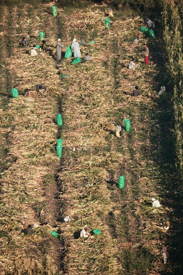 Scène de la vie quotidienne aux environs de Louxor