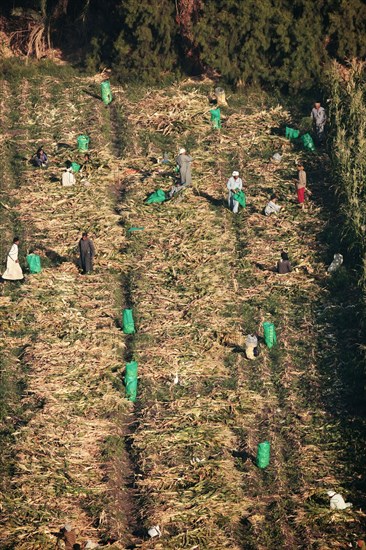 Scène de la vie quotidienne aux environs de Louxor