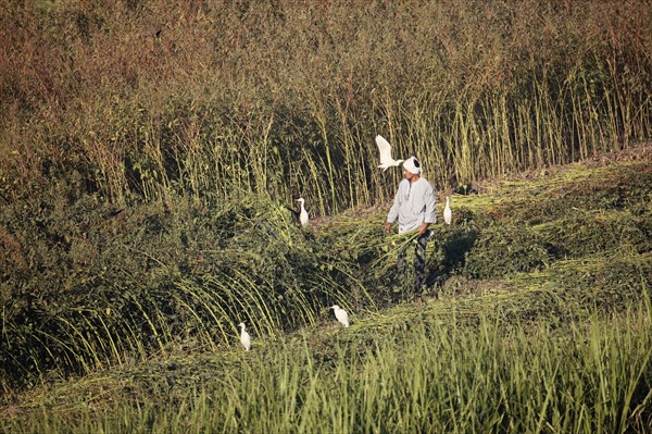 Scène de la vie quotidienne aux environs de Louxor