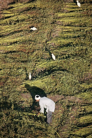 Scène de la vie quotidienne aux environs de Louxor