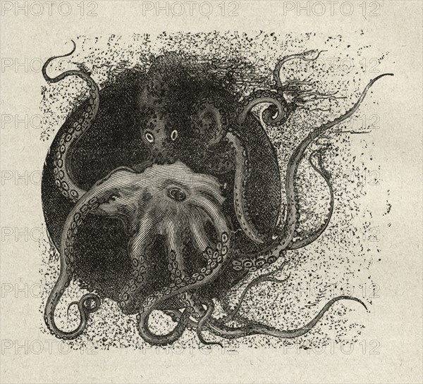 Illustration de "Les Travailleurs de la Mer", de Victor Hugo