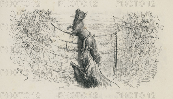 Le Renard et le Bouc