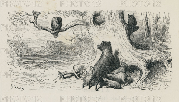 L'Aigle, la Laie et la Chatte
