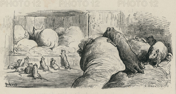 Fable "Le Chat et le vieux rat"