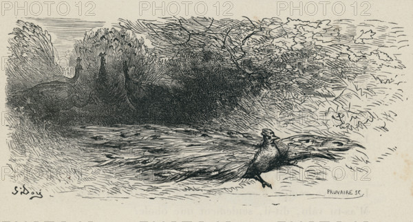 Fable "Le Geai paré des plumes du Paon"