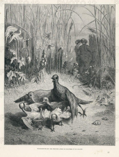 Fable of La Fontaine 'The Lark and Her Young Ones'