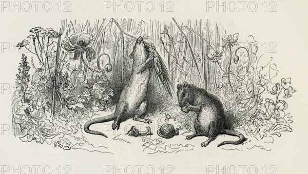 Fable "Le Rat de ville et le Rat des champs"