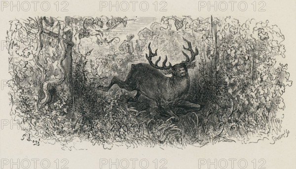 Fable of La Fontaine 'The Stag and the Vine'