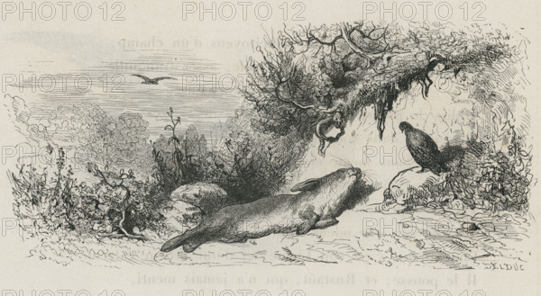 Fable of La Fontaine 'The Hare and the Partridge'