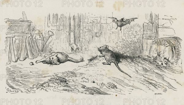 Fable of La Fontaine 'The Young Cock, the Cat, and the Mouse'